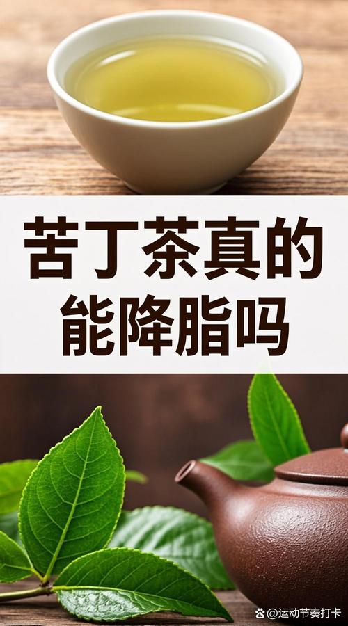 苦丁茶的功效、作用与饮用禁忌 作为代用茶你了解多少？